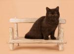 British shorthair Penelope - British Shorthair Cat For Sale - Abington, PA, US