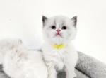 Autumn and Raine - Ragdoll Cat For Sale - Attica, MI, US