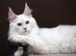 Maine Coon Irwin - Maine Coon Cat For Sale - Abington, PA, US