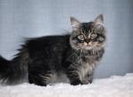 Siberian Muscat - Siberian Cat For Sale - Abington, PA, US