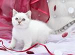 Cherry - Scottish Straight Cat For Sale - NY, US