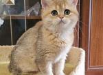 Baffi1 - Brazilian Shorthair Cat For Sale - NY, US