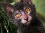 Lykoi - Lykoi Cat For Sale - Abington, PA, US