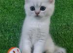 Scottish Fold Boy 1 - Scottish Fold Kitten For Sale - Gulf Breeze, FL, US