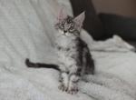 Richard - Maine Coon Cat For Sale - NY, US