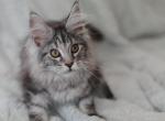 Oscar - Maine Coon Cat For Sale - NY, US