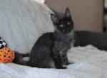 Attila - Maine Coon Cat For Sale - NY, US