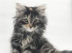 Lily - Siberian Kitten For Sale - North Port, FL, US