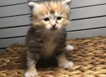 Freya - Siberian Kitten For Sale - North Port, FL, US