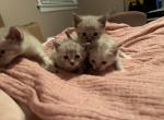 Lynx point Siamese kittens - Siamese Kitten For Sale - Louisville, KY, US