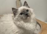 Pink - Ragdoll Cat For Sale - New York, NY, US