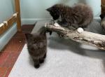 Hecate - Maine Coon Kitten For Sale - Buford, GA, US