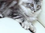 Admiral - Maine Coon Cat For Sale - New York, NY, US