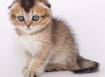 Scottish G1 - Scottish Fold Kitten For Sale - New York, NY, US