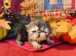 Exceptionally gorgeous baby Myrtle - Persian Kitten For Sale - Bangor, ME, US