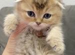 Scottish fold kitten - Scottish Fold Cat For Sale - Thornton, CO, US