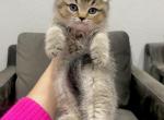 Scottish straight male kitten - Scottish Straight Cat For Sale - Thornton, CO, US