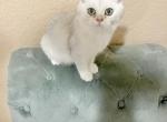 British shorthaired kitten - British Shorthair Cat For Sale - Thornton, CO, US