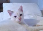 Flame Point Male - Siamese Cat For Sale - Dunn, NC, US