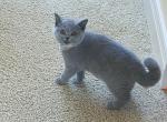 Lily - British Shorthair Cat For Sale - Auburn, IN, US