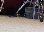 Oliver - Scottish Fold Cat For Sale - Auburn, IN, US