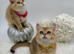 Oscar - British Shorthair Cat For Sale - Fairfax, VA, US