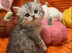 Pumpkins - Scottish Fold Kitten For Sale - Tukwila, WA, US