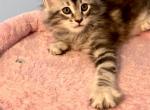 Maine Coon Purple Girl - Maine Coon Kitten For Sale - Land O' Lakes, FL, US