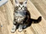 Maine Coon Kitten Lavender Girl - Maine Coon Kitten For Sale - Land O' Lakes, FL, US