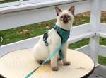 Chocolate Point girl - Siamese Cat For Sale - Queenstown, MD, US