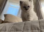 Leo - Ragdoll Kitten For Sale - Lowell, MA, US