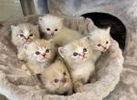 new litter - Ragdoll Kitten For Sale - Freeburg, PA, US