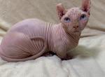 Faraon Dwelf - Sphynx Cat For Sale - Norwalk, CT, US