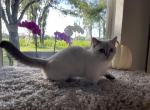 Scottish Kilt Standard girl - Munchkin Cat For Sale - Sun City Center, FL, US