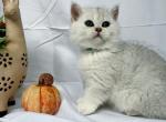 Tater - British Shorthair Cat For Sale - Auburn, WA, US