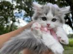 Blue harlequin girl - Scottish Straight Cat For Sale - Sun City Center, FL, US