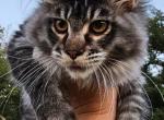 ÜSHA - Maine Coon Cat For Sale - Pensacola, FL, US