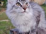 UJINA - Maine Coon Cat For Sale - Pensacola, FL, US