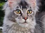 ULYANA - Maine Coon Kitten For Sale - Pensacola, FL, US