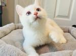 Coco - British Shorthair Cat For Sale - Rancho Cucamonga, CA, US