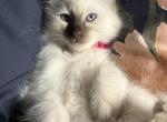 Bella Chocolate Wedge Head - Balinese Cat For Sale - New York, NY, US