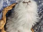 Gorgeous silver shaded chinchilla dollface male - Persian Kitten For Sale - San Jose, CA, US