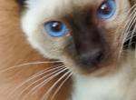 Polydactyl seal boy - Siamese Kitten For Sale - Hampden, MA, US