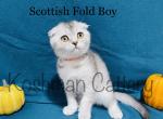 Snowball - Scottish Fold Cat For Sale - New Prague, MN, US