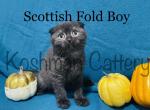 Black - Scottish Fold Cat For Sale - New Prague, MN, US