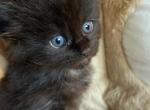 Onyx - Maine Coon Kitten For Sale - Manchester Township, NJ, US