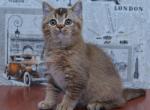 Zabavchik - British Shorthair Cat For Sale - Hollywood, FL, US