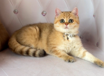 Female golden tabby - British Shorthair Cat For Sale - Los Angeles, CA, US