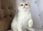 Female blue golden shaded - British Shorthair Cat For Sale - Los Angeles, CA, US