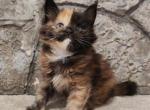 Esmira - Maine Coon Cat For Sale - Hollywood, FL, US